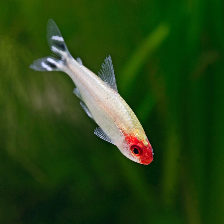 Hemigrammus Bleheri   Roodkopzalm M
